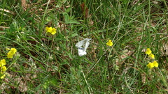 Euchloe tagis