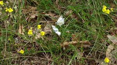 Euchloe tagis