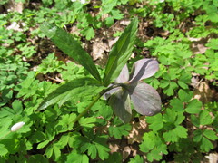 Helleborus purpurascens