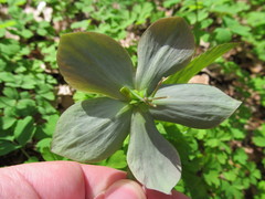 Helleborus purpurascens