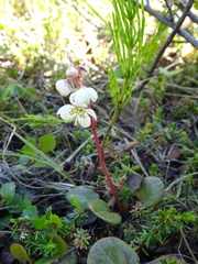Pyrola grandiflora