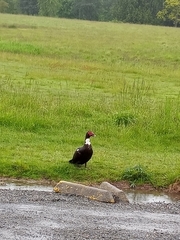 Cairina moschata domestica