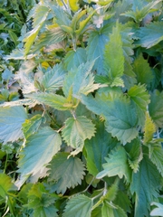 Urtica dioica