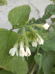 Symphytum orientale