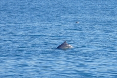 Tursiops truncatus ponticus