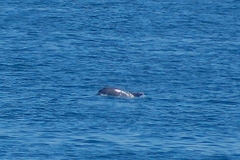 Tursiops truncatus ponticus