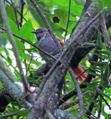 Synallaxis cinerascens