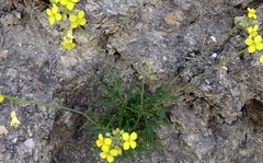 Diplotaxis harra lagascana