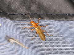 Cantharis cryptica