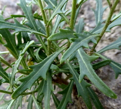 Diplotaxis harra lagascana