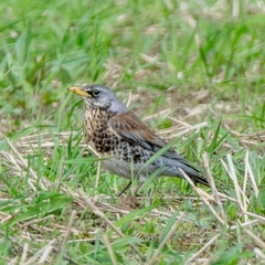 Turdus pilaris