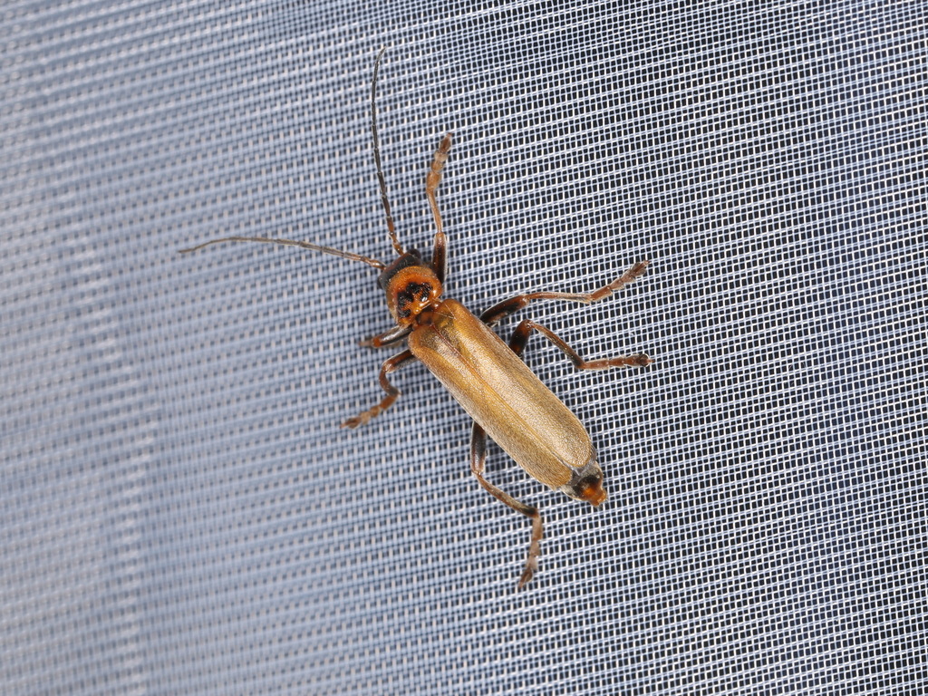 Cantharis figurata
