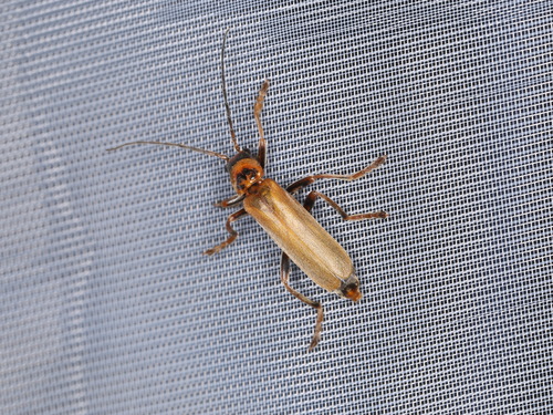 Cantharis figurata