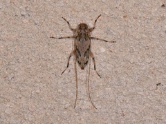 Lepturges angulatus