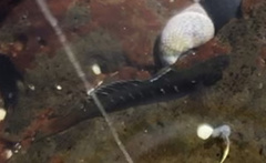 Kelloggella oligolepis