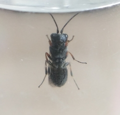 Braconidae