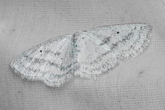 Lomographa argentata