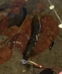 Kelloggella oligolepis