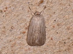 Catabena lineolata