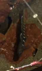 Kelloggella oligolepis