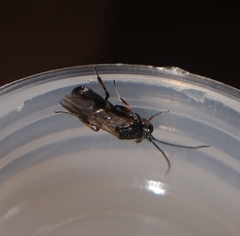 Braconidae