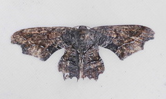 Calledapteryx dryopterata