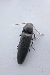 Melanotus castanipes