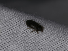 Heterocerus fenestratus