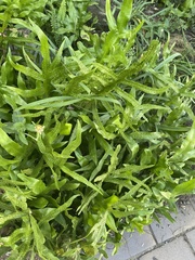 Microsorum scolopendria