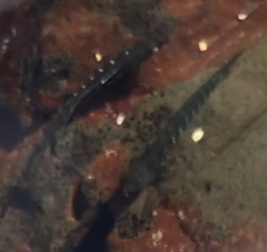 Kelloggella oligolepis