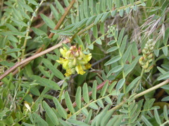 Astragalus douglasii parishii