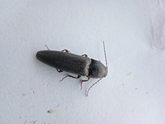 Melanotus castanipes