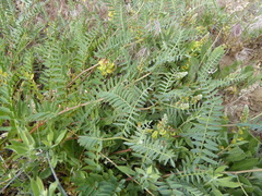 Astragalus douglasii parishii