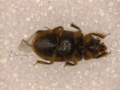 Heterocerus fenestratus