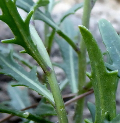 Diplotaxis harra lagascana