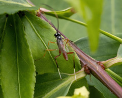 Mesostenus thoracicus