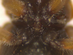 Heterocerus fenestratus