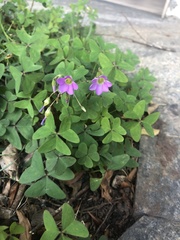 Oxalis bipartita