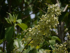 Symphorema polyandrum