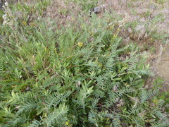 Astragalus douglasii parishii