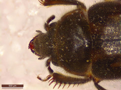 Heterocerus fenestratus