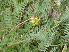Astragalus douglasii parishii