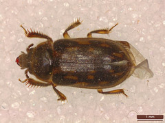 Heterocerus fenestratus