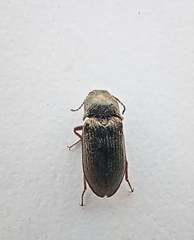 Selatosomus gravidus