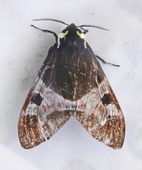Dysschema panamensis