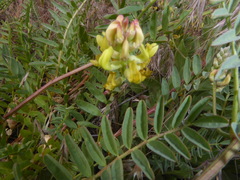 Astragalus douglasii parishii