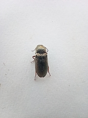 Selatosomus gravidus