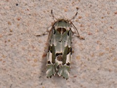 Emarginea percara