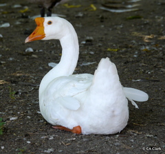 Anser cygnoides domesticus