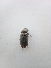 Selatosomus gravidus